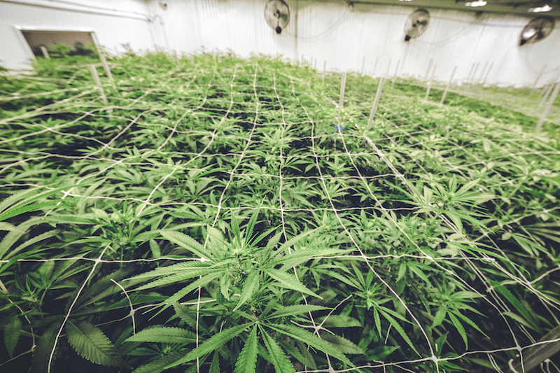 Strategic decisions for profitable micro-cultivation of cannabis.
