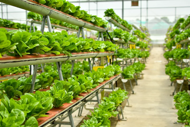 Close-up picture of a vertical farm