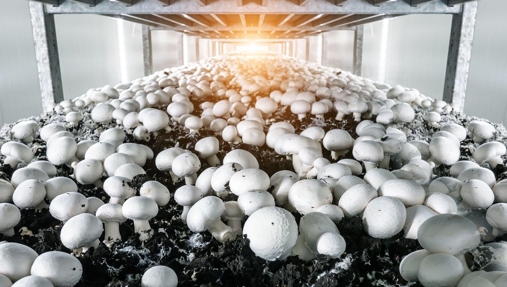 Interior of a mushroom farm