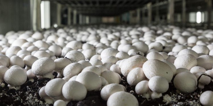 The interior of a mushroom growing facility