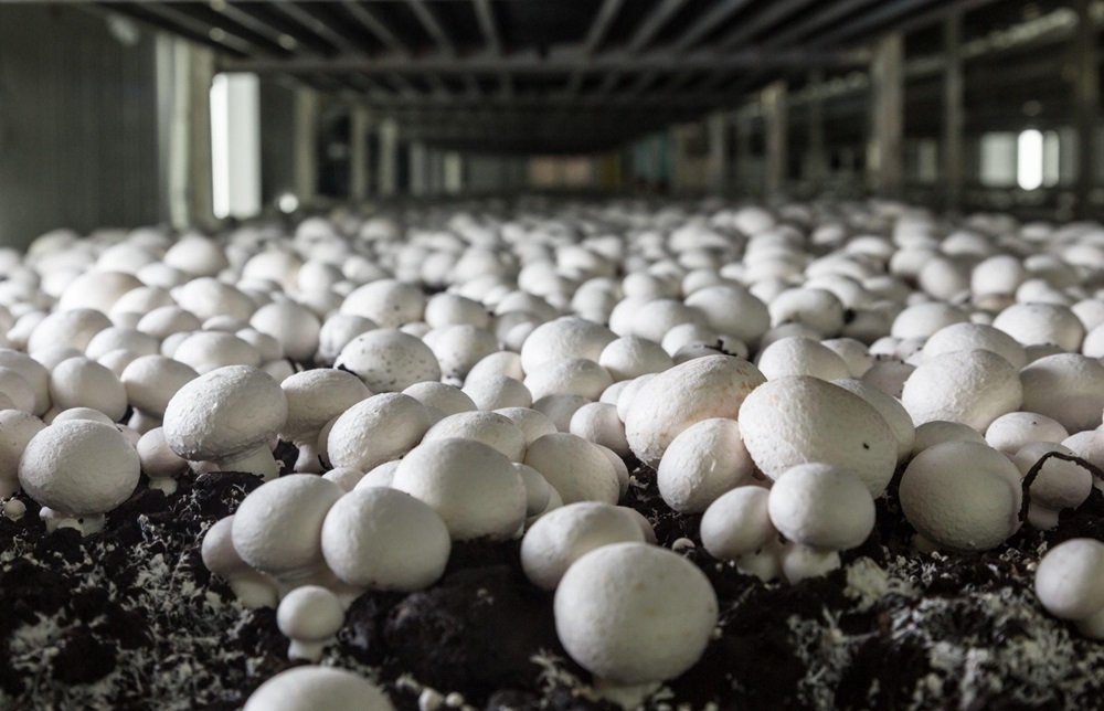 Mushroom growing facility