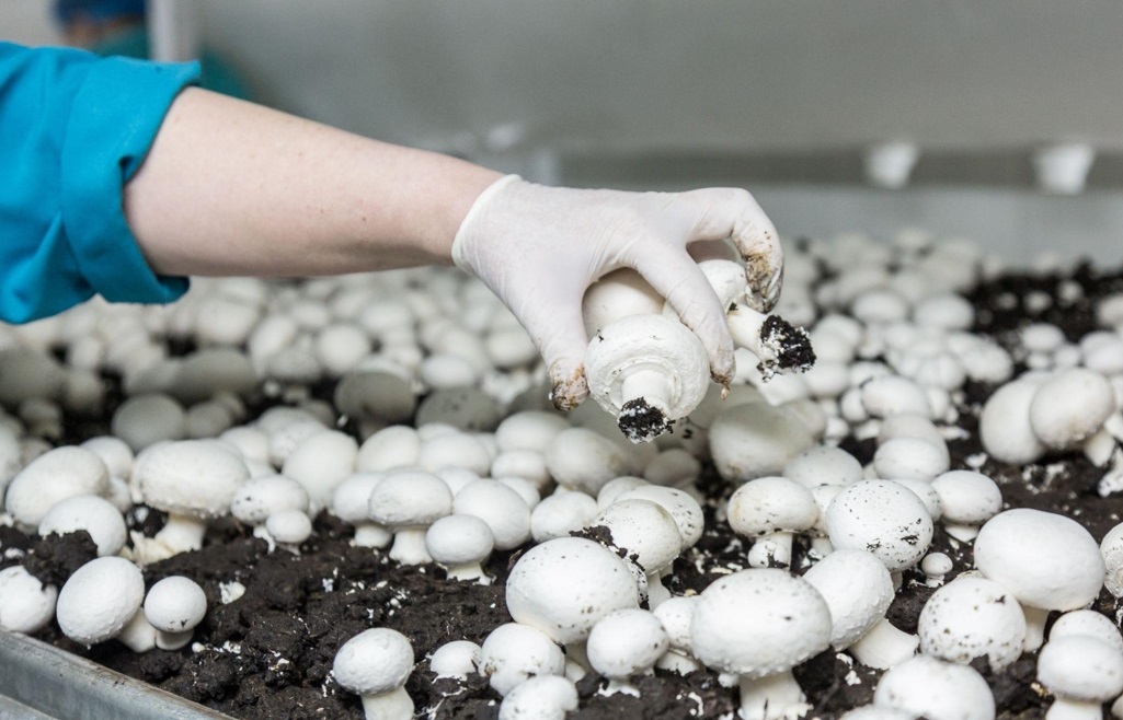 Hand harvesting mushrooms on mushroom farm